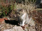 Sousedovic kočka(foto Maruška)